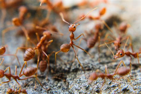 are red imported fire ants social